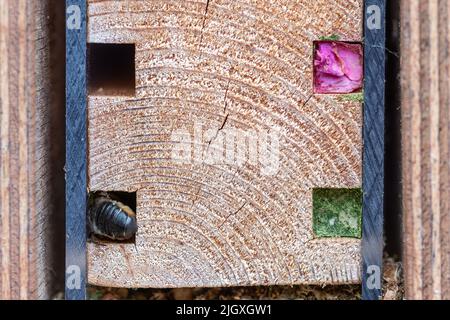Bee hotel with holes filled in by solitary bees, with a patchwork leafcutter bee sealing another cavity, Summer, England, UK Stock Photo