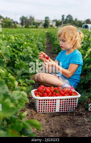 Little girl picking and eating strawberries at the field. Child gathering berries in summer season on a local farm. Stock Photo