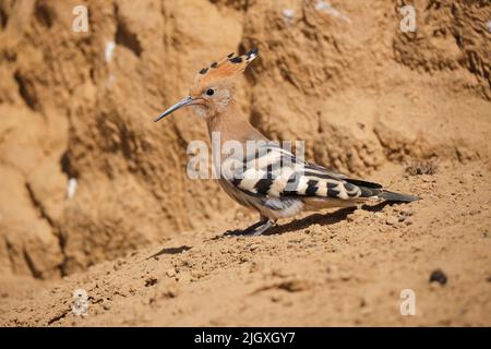 Eurasian hoopoe bird near sandstone cliff Stock Photo