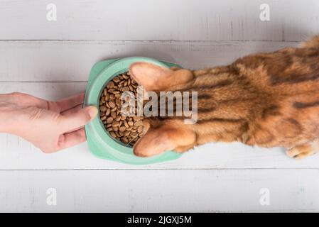 A hand with a bowl of food holds out food to a cat. Feeding a domestic cat Stock Photo