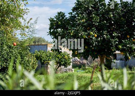 A selective focus of Spanish blooming orchards with ripe oranges and grapefruits hanging on tree Stock Photo