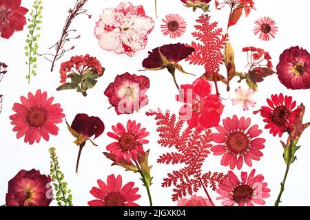 Pressed dried flower pattern isolated on white background Stock Photo