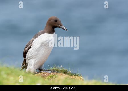 Guillemot aka Common Murre bird perched near a sea cliff, Isle of Lunga, Scotland, UK Stock Photo