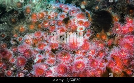 Strawberry Sea Anemones, Corynactis californica, Pacific Stock Photo