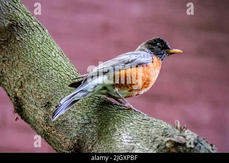 Wild adult American robin, Turdus migratorois. perched on a tree trunk in a courtyard in New York City, NY, USA Stock Photo