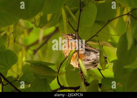 Little American Robin fledgling, Turdus migratorius, in a courtyard in New York City, NY, United States Stock Photo