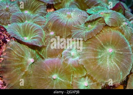Carpet Anemones, Stichodactyla sp. Stock Photo