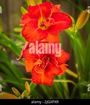 Red gladiolus flowers on natural background. Gorgeous orange gladiolus flower in the garden. Nobody, selective focus Stock Photo