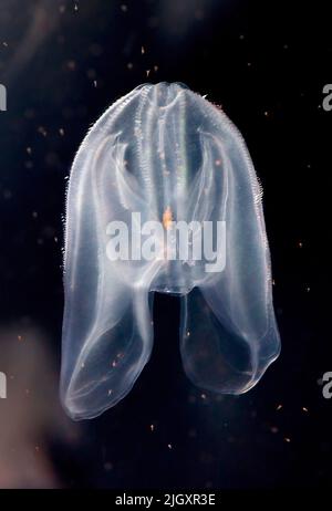 Comb Jelly, Mnemiopsis leidyi, Pacific Ocean Stock Photo