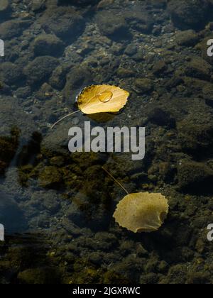 Yellow leaf fallen in lake, with water drop on leaf surface. Abstract natural seasonal background. Autumn season symbol flat lay Stock Photo