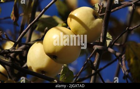 Apples ripen on tree branches in the garden Stock Photo