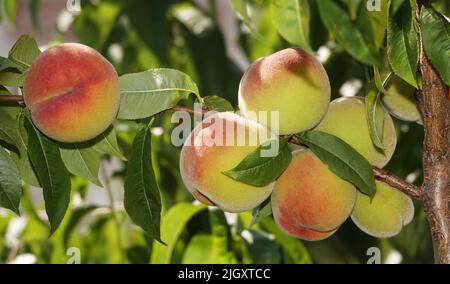 Peaches on the branches of the tree ripen Stock Photo