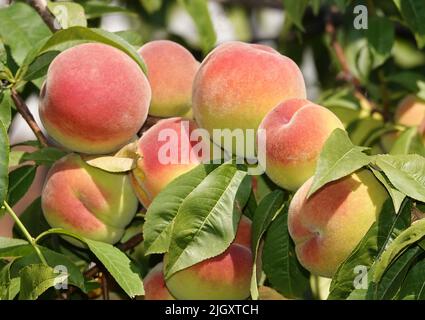 Peaches on the branches of the tree ripen Stock Photo