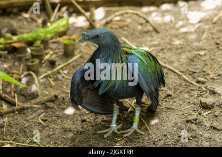 Close up of a Nicobar pigeon Caloenas nicobarica. Native to the small islands and coastal regions of the Andaman and Nicobar Islands, India. Stock Photo