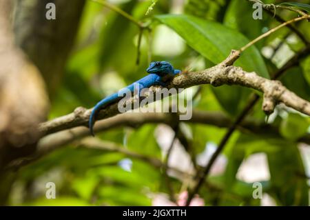 A critically endangered turquoise dwarf gecko, Lygodactylus williamsi. Also known as a William's dwarf gecko, or electric blue gecko at Jersey zoo. Stock Photo