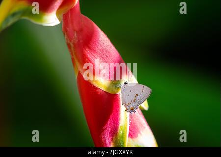 Small Red Spotted Hairstreak butterfly drinking from water drops on a tropical Heliconia flower with green background. Stock Photo