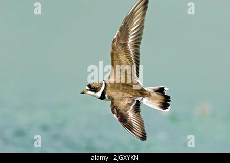 Semi-palmated plover in flight Stock Photo