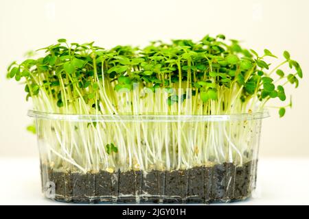 Side view sunflower sprouts with white roots in a transparent plastic pot on a light background Stock Photo