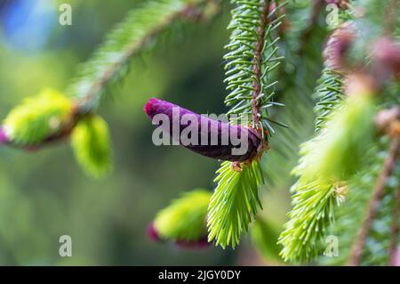 Fir cones growing nearby on a branch with needles. New fruits of a coniferous tree. Stock Photo