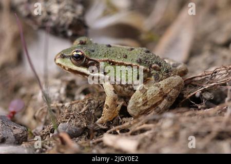 closeup of a sitting frog at the riverside Stock Photo