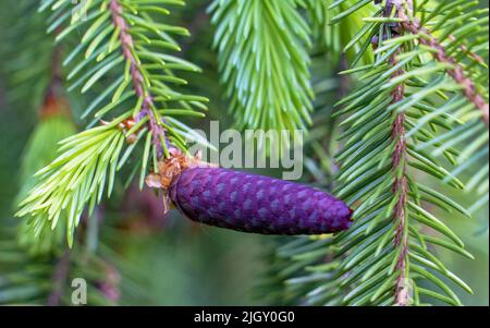 Fir cones growing nearby on a branch with needles. New fruits of a coniferous tree. Stock Photo