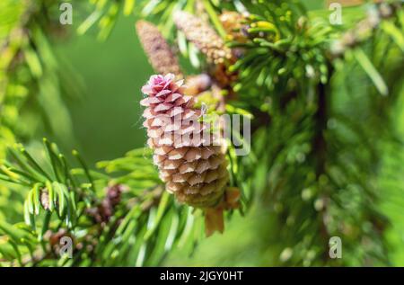 Fir cones growing nearby on a branch with needles. New fruits of a coniferous tree. Stock Photo