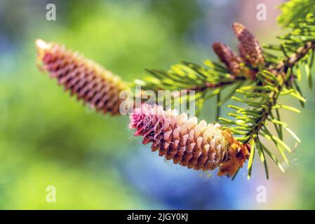Fir cones growing nearby on a branch with needles. New fruits of a coniferous tree Stock Photo