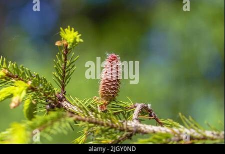 Fir cones growing nearby on a branch with needles. New fruits of a coniferous tree. Stock Photo