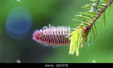 Fir cones growing nearby on a branch with needles. New fruits of a coniferous tree. Stock Photo
