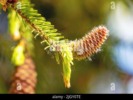 Fir cones growing nearby on a branch with needles. New fruits of a coniferous tree. Stock Photo