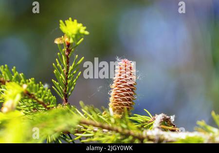 Fir cones growing nearby on a branch with needles. New fruits of a coniferous tree. Stock Photo