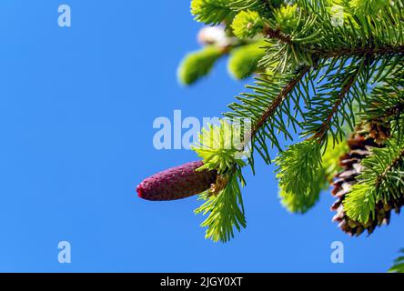 Fir cones growing nearby on a branch with needles. New fruits of a coniferous tree. Stock Photo