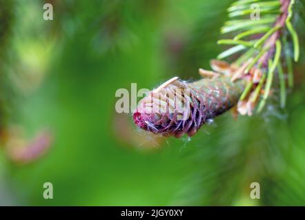Fir cones growing nearby on a branch with needles. New fruits of a coniferous tree. Stock Photo