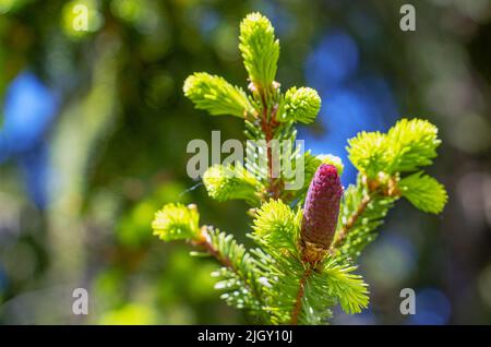 Fir cones growing nearby on a branch with needles. New fruits of a coniferous tree. Stock Photo