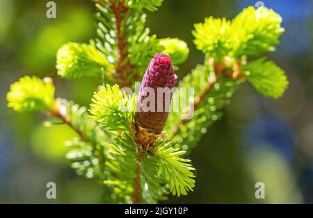 Fir cones growing nearby on a branch with needles. New fruits of a coniferous tree. Stock Photo