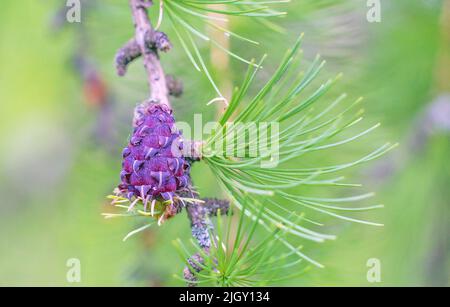 Fir cones growing nearby on a branch with needles. New fruits of a coniferous tree. Stock Photo
