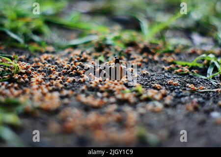 Alates termite winged insect on the floor Stock Photo
