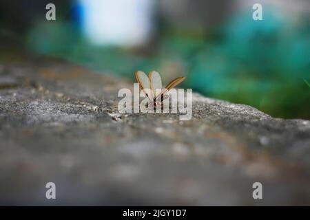 Single flying termites on the ground Stock Photo