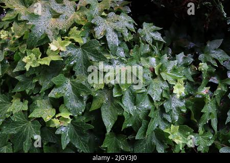 ivy leaves after rain. at lake of constance. water drops are still left on surface of leaves. Stock Photo