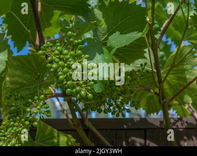 White grape bunches beginning to swell and develop on the vine Stock Photo