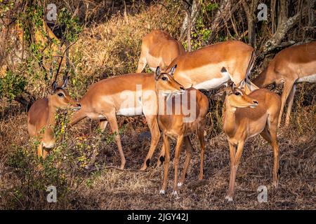 A beautiful shot of impalas (Aepyceros melampus) standing on a dry grass and three of them looking to the right side Stock Photo