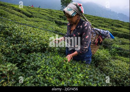 Women tea workers plucking tea leaves during cloudy monsoon at the British-era tea garden Orange Valley Tea Garden spread over an area of 347.26 hectares (858.1 acres) at an altitude ranging from 3,500 to 6,000 feet (1,100 to 1,800 m) above the mean sea level, is a bio-organic garden producing mainly black tea at Darjeeling, West Bengal. India is the world's second-largest tea producer Country after China. The poor female tea workers' work wages are very low, and most of them are coming from neighbouring country Nepal in search of work. India. Stock Photo