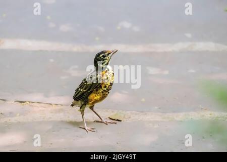 Little American Robin fledgling, Turdus migratorius, in a courtyard in New York City, NY, United States Stock Photo
