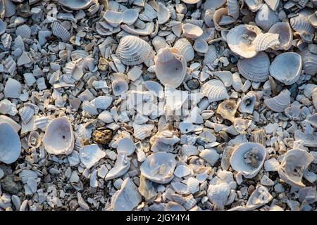 Crushed and full sea shells mixed to form a background Stock Photo