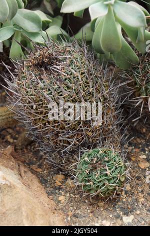 Brain cactus (Stenocactus multicostatus) Stock Photo