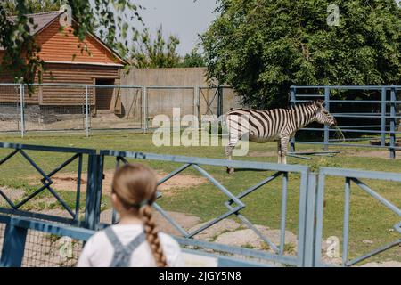 A little girl looks at the zebras at the zoo. The child, the view from the back looks at the animals in the cage. High quality photo Stock Photo
