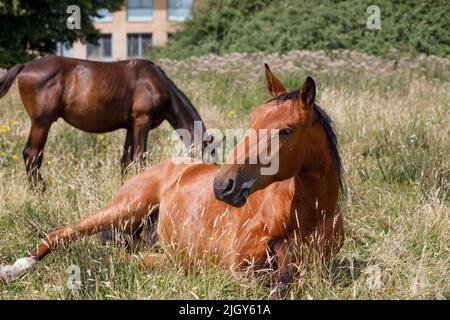 A stallion horse lying in grass raises his head. Another horse grazes on grass in the background blurred. Stock Photo