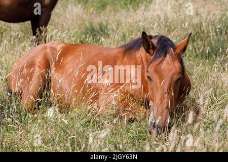 A bay horse lies down in long grass on a bright summer day Stock Photo