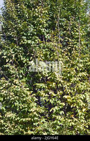 Frans Fontaine european hornbeam (Carpinus betulus 'Frans Fontaine') Stock Photo