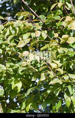 Frans Fontaine european hornbeam (Carpinus betulus 'Frans Fontaine') Stock Photo